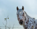 Piebald Horse?