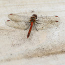 Common Darter