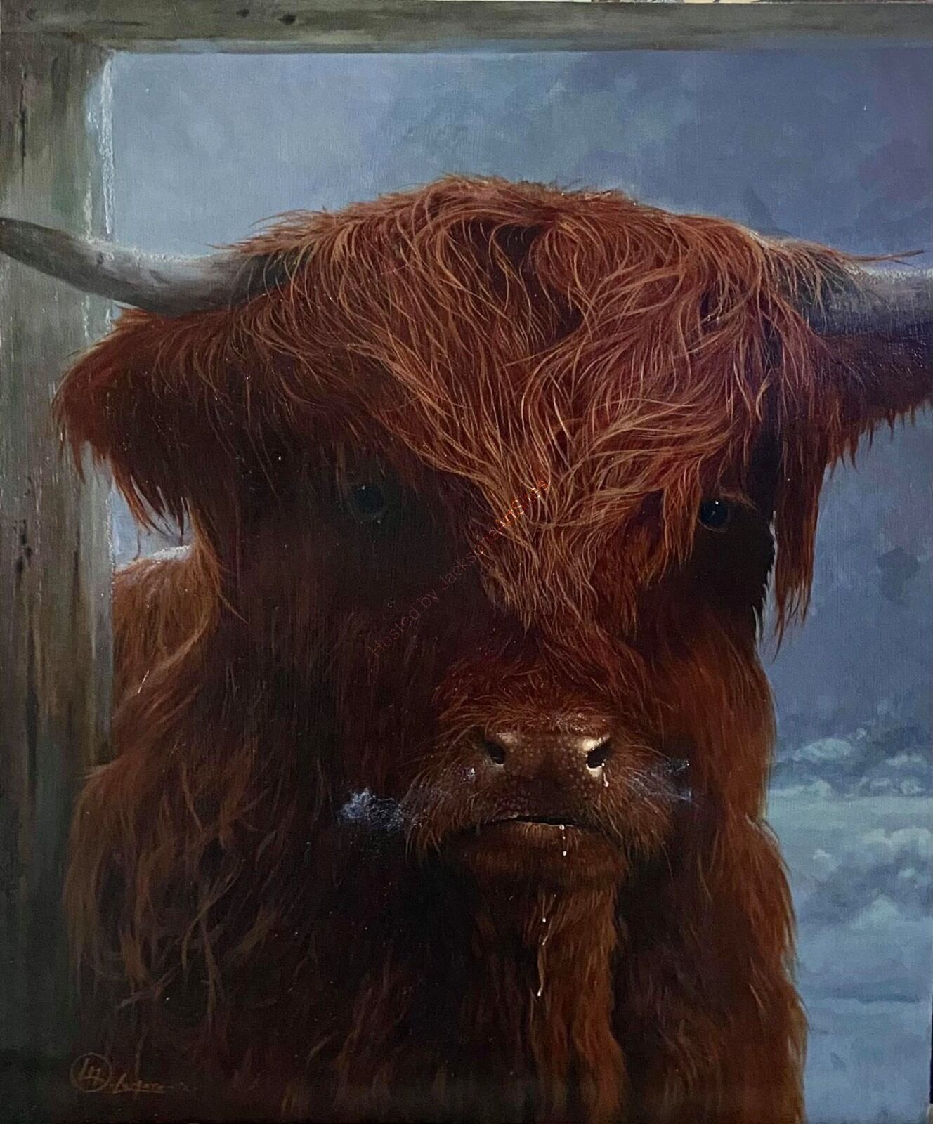 Highland cow II - In stable doorway
