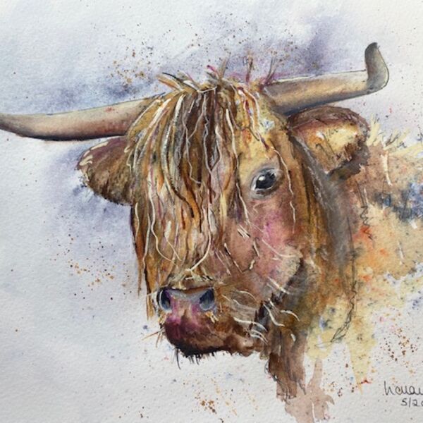 Highland Cow card