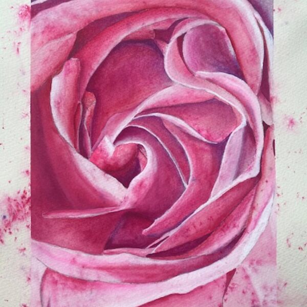 Pink Rose card