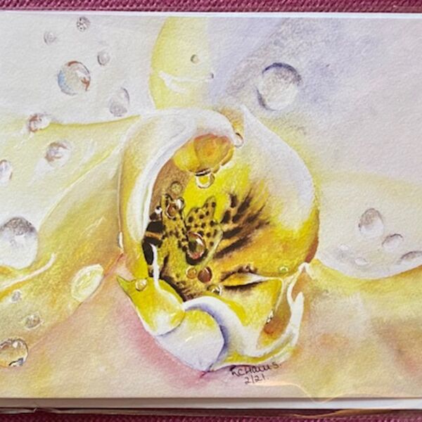 Phalaenopsis orchid card