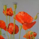 Poppies I - acrylic