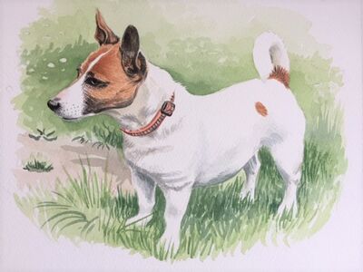 Jack Russell