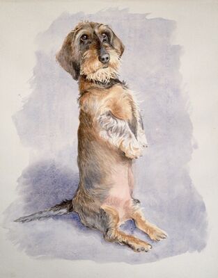 Wire haired dachshund