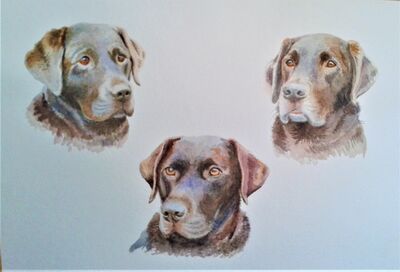 Chocolate labradors