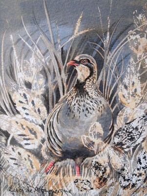 French partridge - giclee print