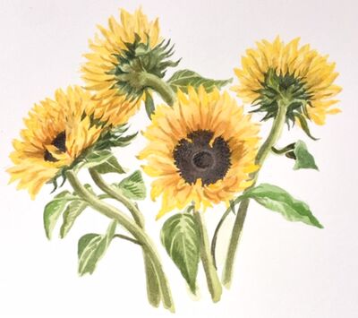 Sunflowers
