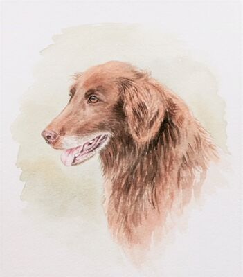 Flat coated retriever