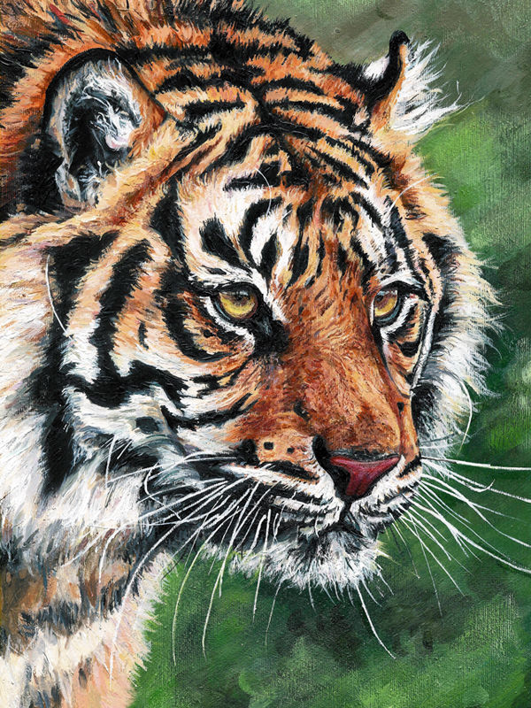'Tiger Tiger'