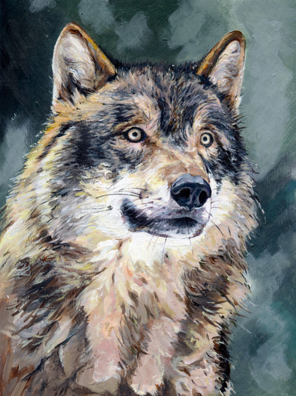 'Wolf Reflects'