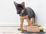 PUPPY GERMAN SHEPHERD