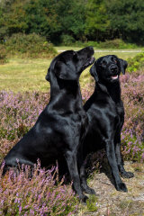 DUKE HEAD LABRADORS