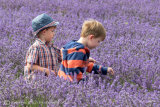 LADS IN LAVENDER