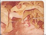 1981 picking Tobacco Mareeba Nth QLD