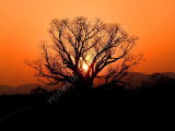 Boab sunset