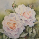 White Roses, by Hazel Brown