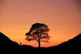 Sycamore Gap