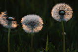 Dandelion Clocks