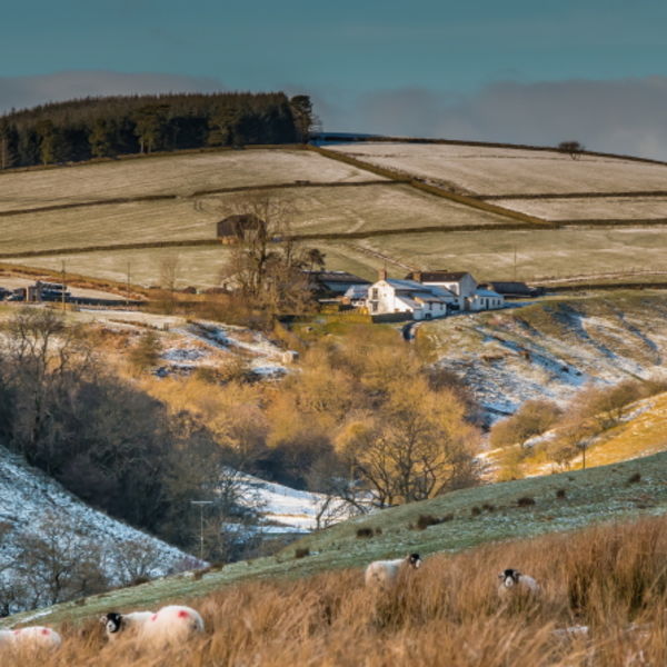 Winter Morning, Birch Bush Farm