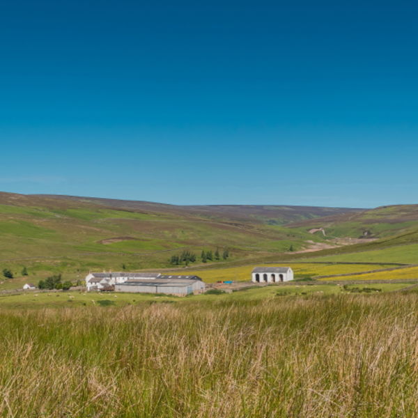 Middle End Farm in Late Spring