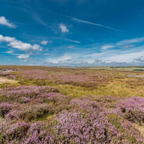 Heather in flower on Bowes Moor