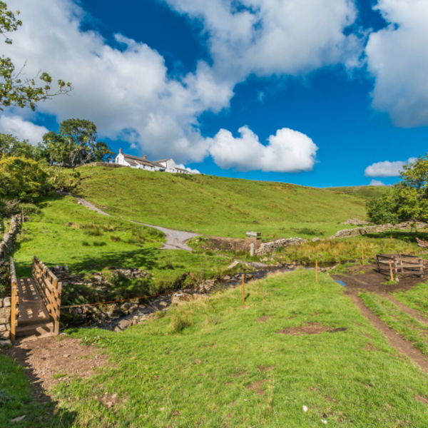 Summer morning, Birch Bush Farm