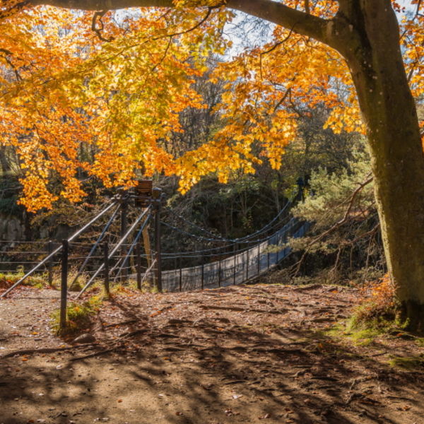 Autumn Woodland at Wynch Bridge
