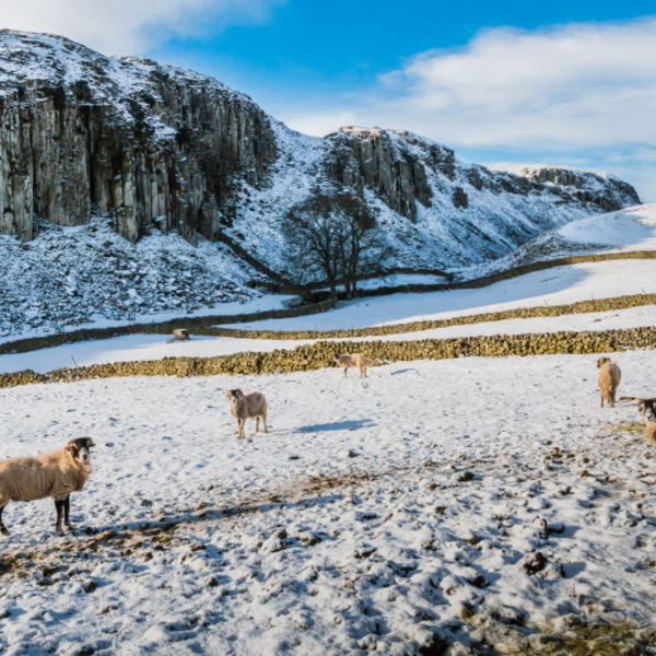 Winter at Holwick Scar