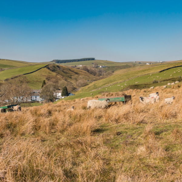 Towards Ettersgill from Ash Hill