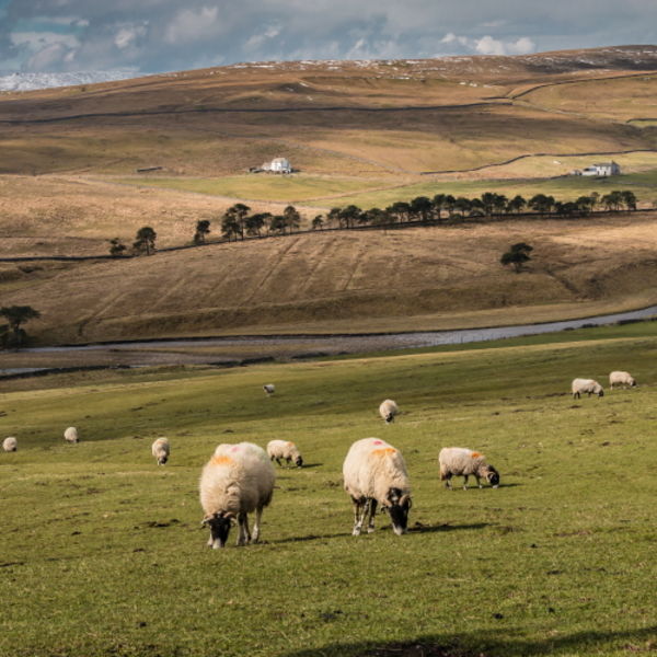 Grazing at Harwood, Early Spring