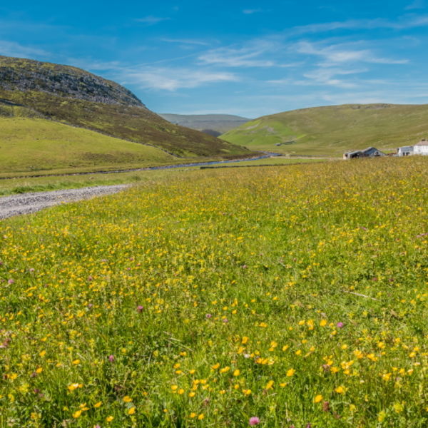 Hay Meadows at Widdybank Farm