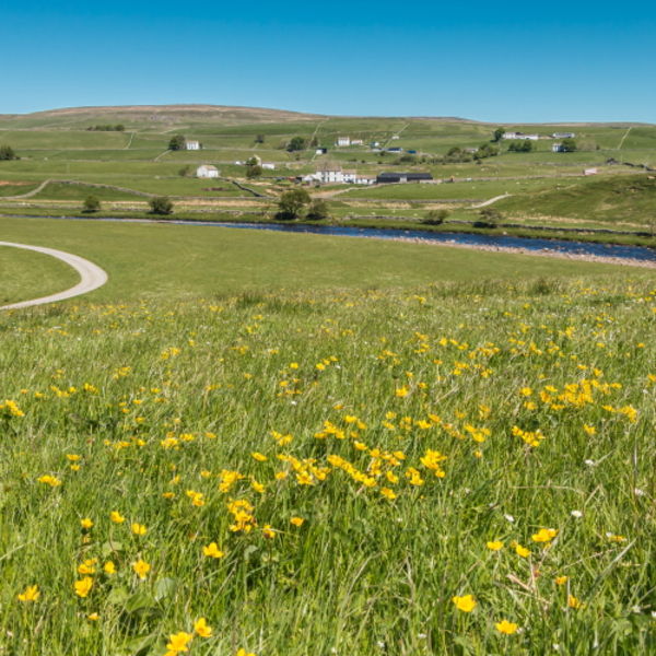 Spring Meadow at Cronkley