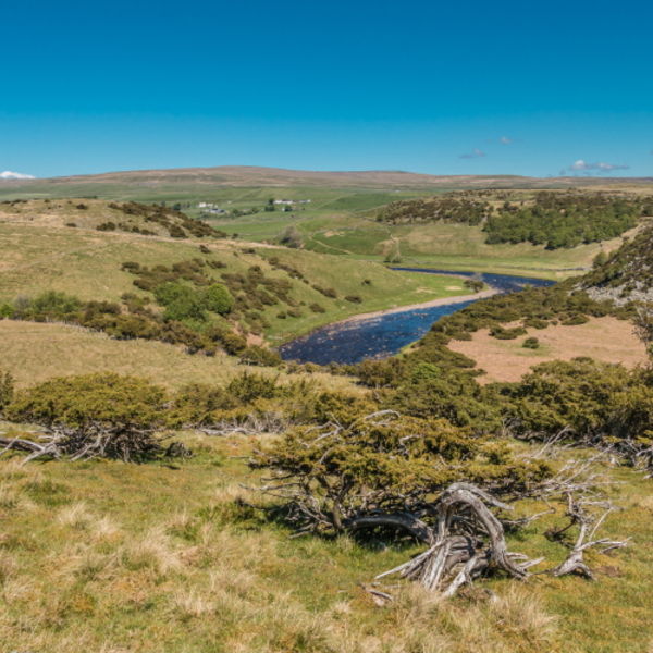 Forest in Teesdale from Bracken Rigg in Spring