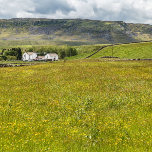Flowering Hay Meadow at Langdon Beck