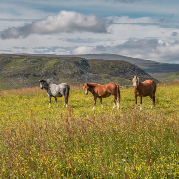 Three Equine Amigos