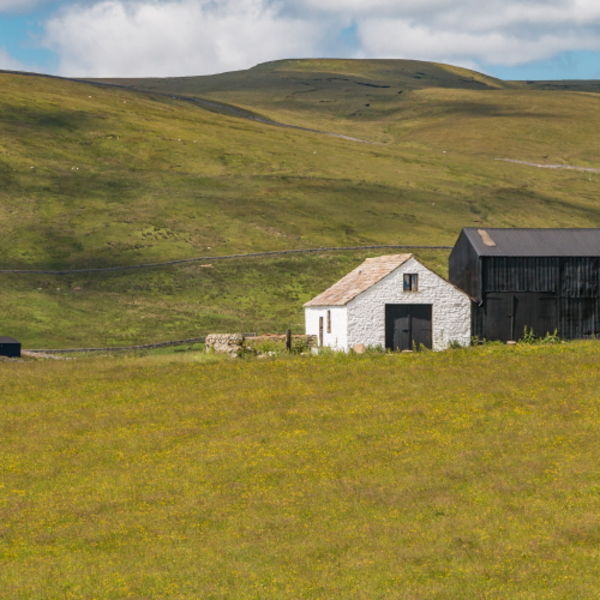 Black and White Barns