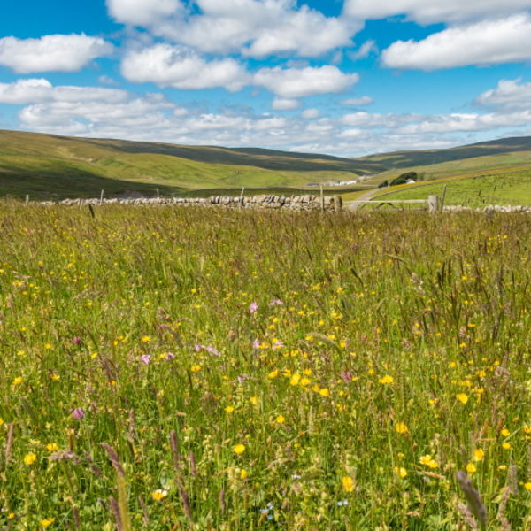 Hay Meadows at Lingy Hill, Harwood