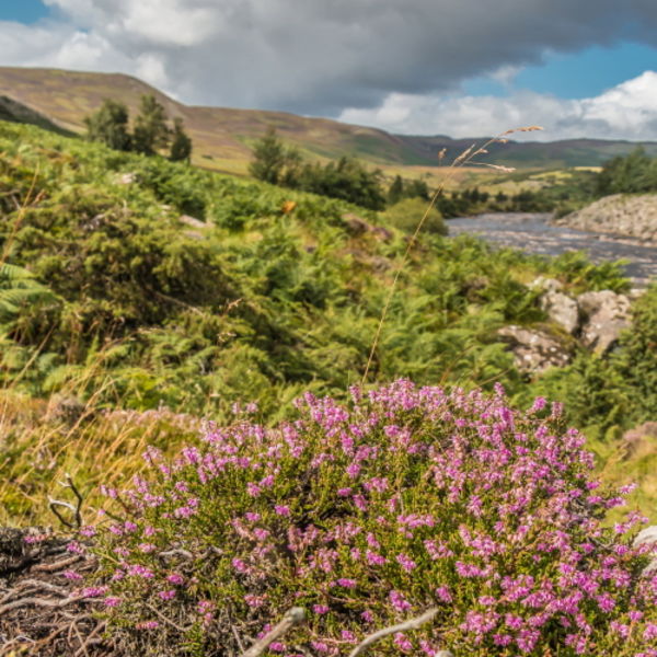 Flowering Heather near High Force