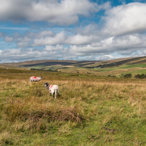 Into Harwood from the Cow Green Road