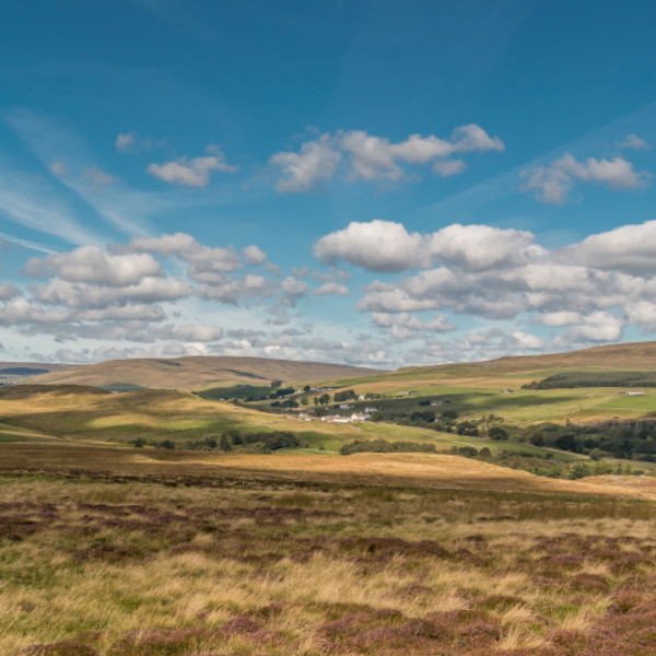 Forest in Teesdale from Holwick Fell Portrait
