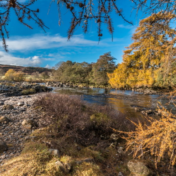 Autumn Larches on the Tees near High Force