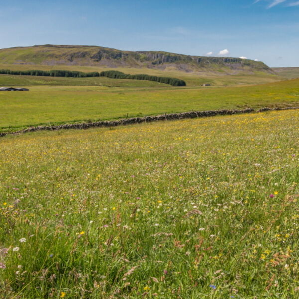 Wild Flower Meadow at Birk Rigg
