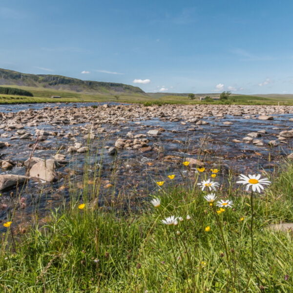Harwood Beck meets the River Tees
