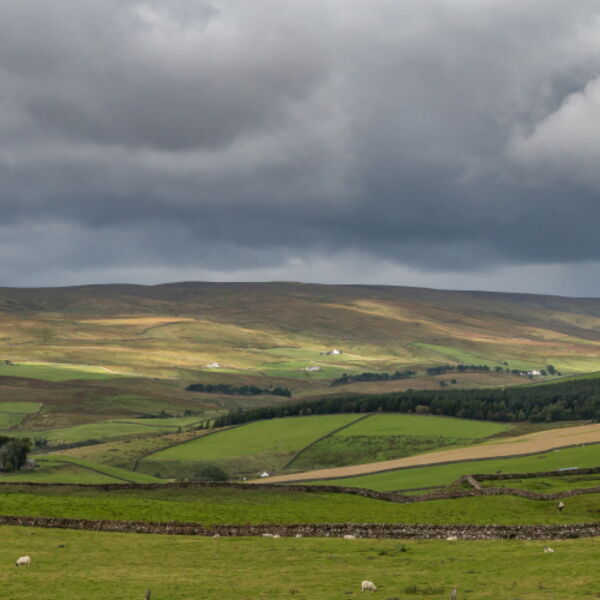 Harwood Sunshine and Shadows