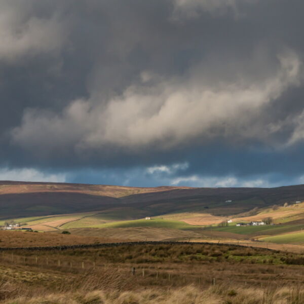 Harwood Sunshine and Shadows