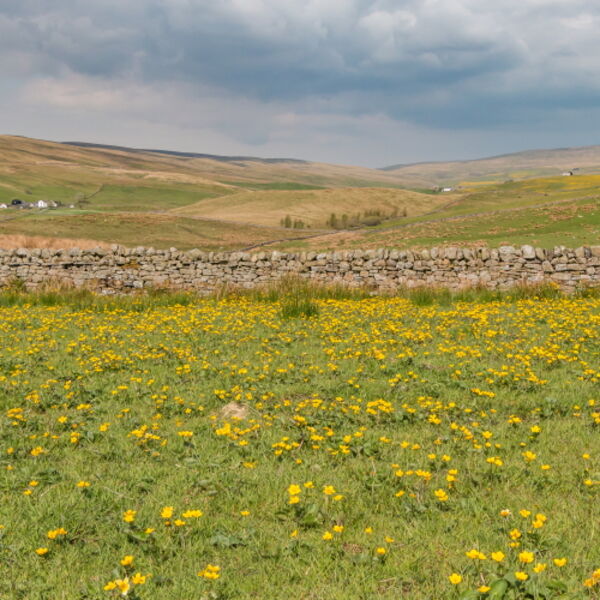 Harwood Spring Meadow