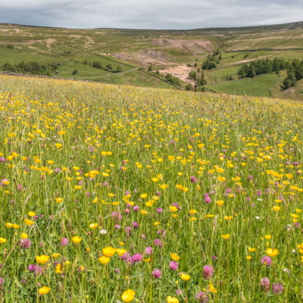 Hay Meadow at Club Gill