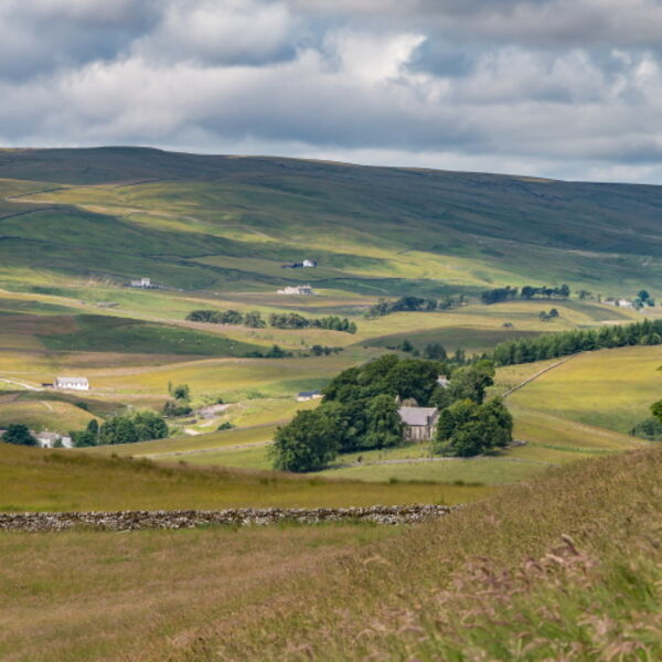 Harwood Sunshine and Shadows