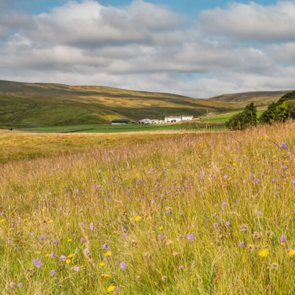 Waters Meeting and Herdship Farms, Harwood